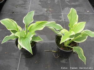 Funkia (Hosta) Wide Brim sadzonka zdjęcie 7